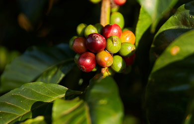 BIOFUND e Manica Coffee Celebram Nova Designação e Compromisso com a Conservação da Biodiversidade