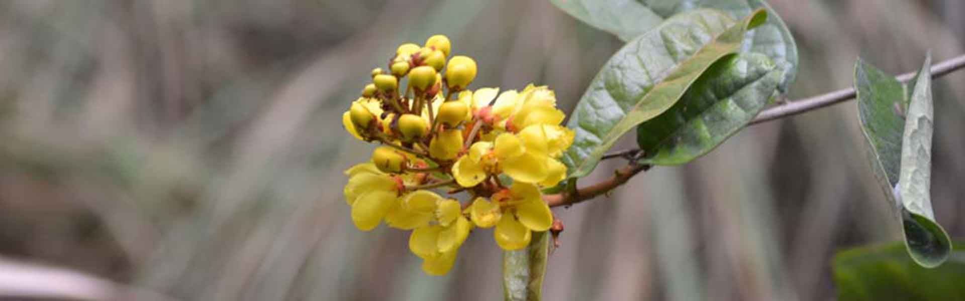 Programa De Conservação Da Biodiversidade