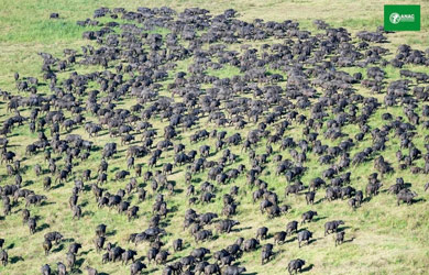 Parque Nacional do Gilé recebe cerca de 200 Búfalos da Reserva Nacional de Marromeu